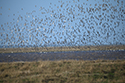 Waders