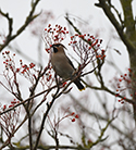 Waxwing
