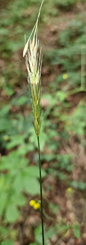 Wood Barley