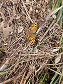 Wall Brown