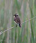 Whinchat