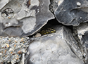 Wall Lizard