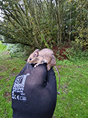 Wood Mouse