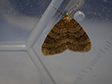 Winter Moth