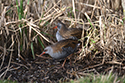 Water Rail