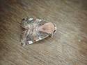 White spotted pinion