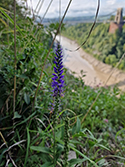 Western Spiked Speedwell