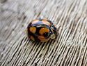 10 Spot Ladybird