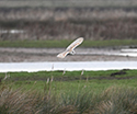 Barn Owl