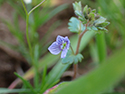 Breckland Speedwell