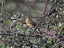 Cirl Bunting