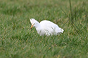 Cattle Egret