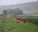 Chinese Water Deer