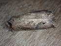 Dark Swordgrass