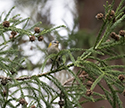 Firecrest