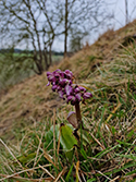 Giant Orchid