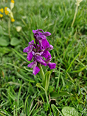 Green Winged Orchid