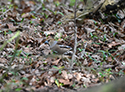 Hawfinch
