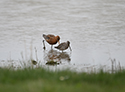 Long Billed Dowitcher