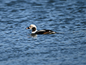 Long Tailed Duck