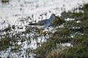 Lesser Yellowlegs
