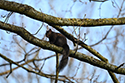Melanistic Grey Squirrel