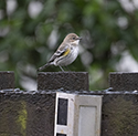 Myrtle Warbler