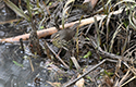 Northern Waterthrush
