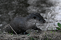 Otter