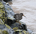 Purple Sandpiper