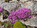 Purple Saxifrage