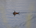 Ruddy Duck