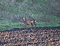 Roe Deer