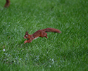 Red Squirrel