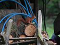 Red Squirrel