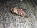 Small Eggar