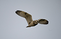 Short eared Owl