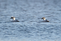 Smew
