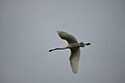 Spoonbill