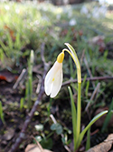 Sanders yellow snowdrop