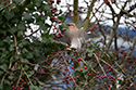 Waxwing
