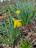 Daffodil