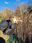 Wood Mouse