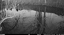 Water Rail