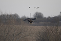 White Tailed Eagle