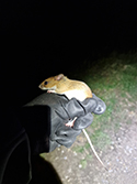Yellow Necked Mouse