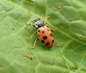 13 Spot Ladybird