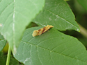 Aethes deaurana