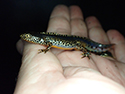 Alpine Newt