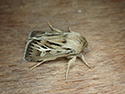 Antler Moth